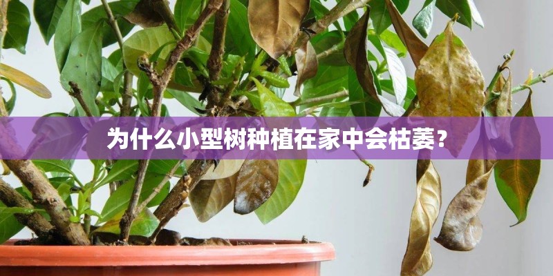 为什么小型树种植在家中会枯萎？