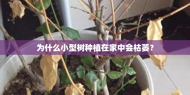 为什么小型树种植在家中会枯萎？
