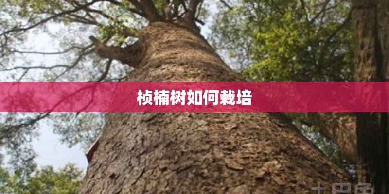 桢楠树如何栽培