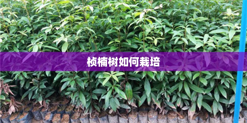 桢楠树如何栽培