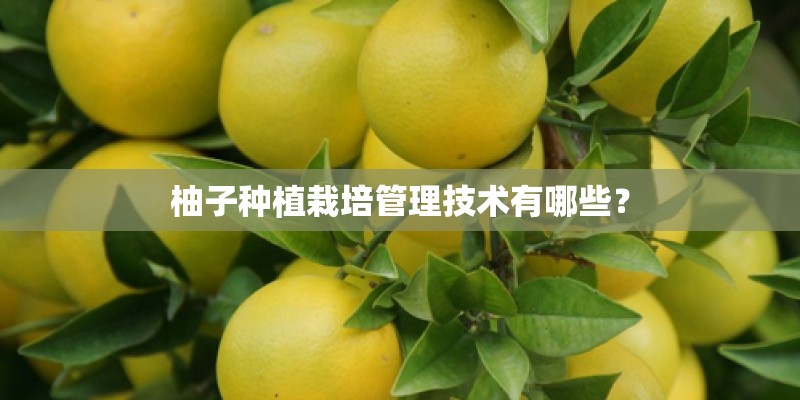 柚子种植栽培管理技术有哪些？