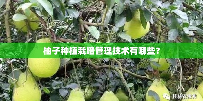 柚子种植栽培管理技术有哪些？
