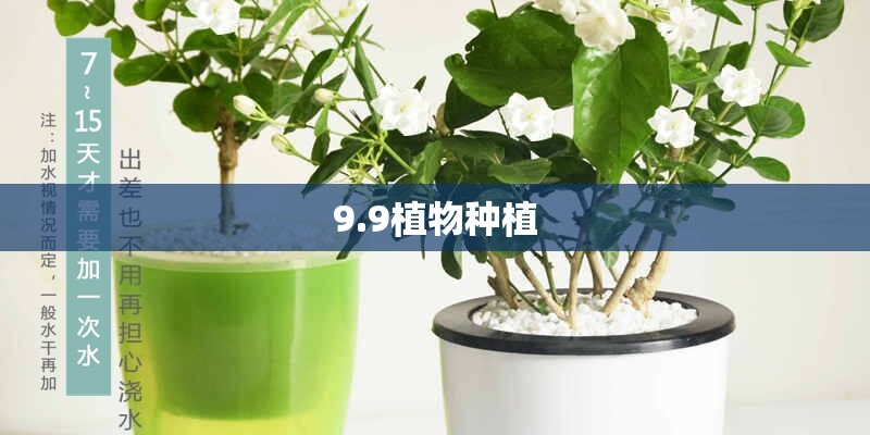 9.9植物种植