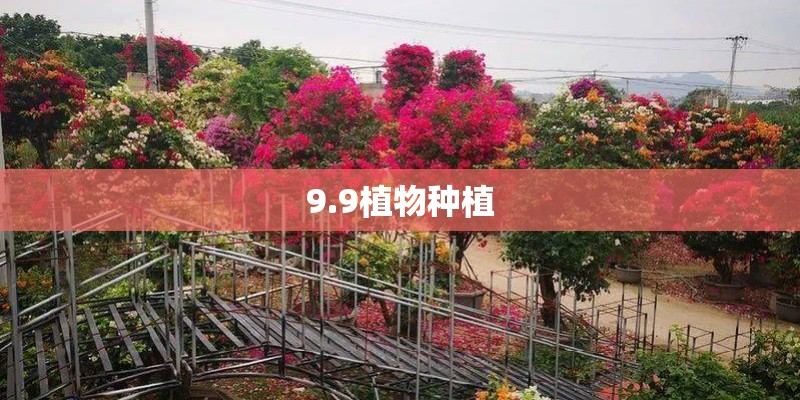 9.9植物种植
