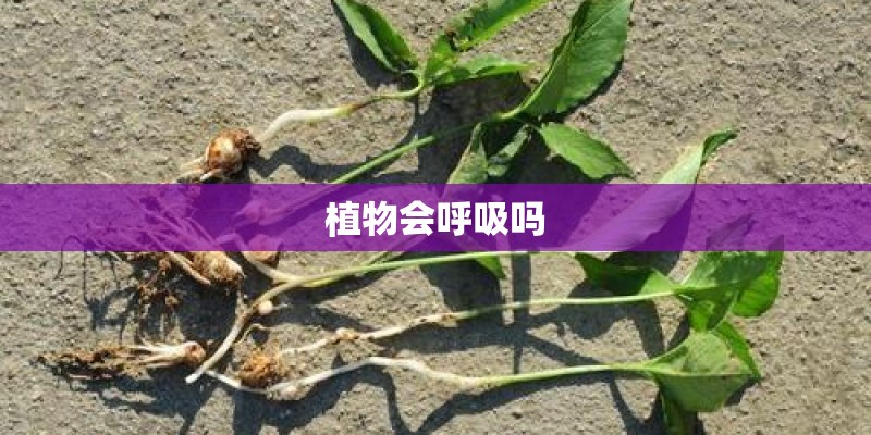 植物会呼吸吗