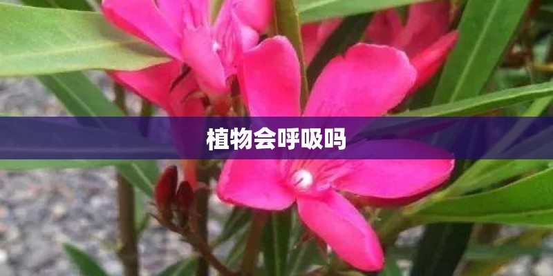 植物会呼吸吗