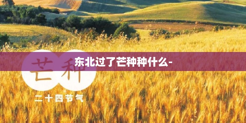 东北过了芒种种什么- 东北过了芒种种什么-