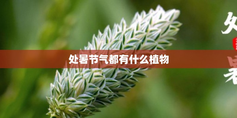 处暑节气都有什么植物