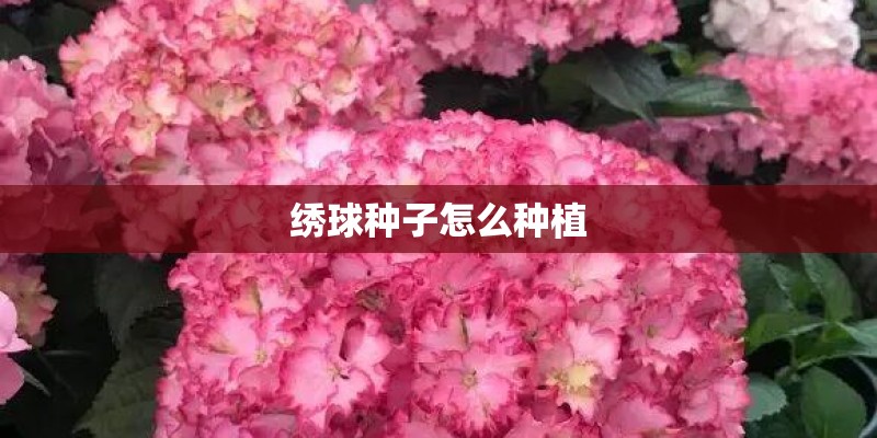绣球种子怎么种植