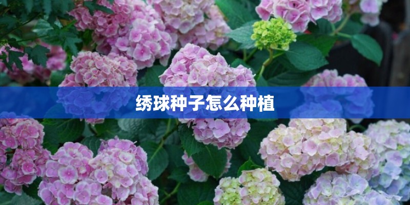 绣球种子怎么种植