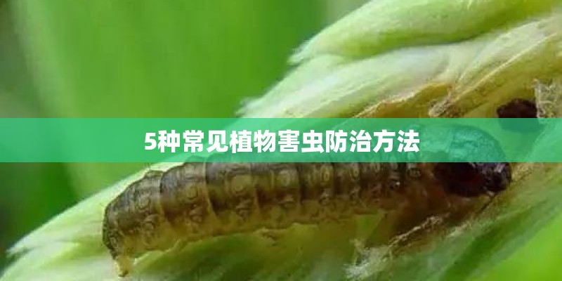 5种常见植物害虫防治方法