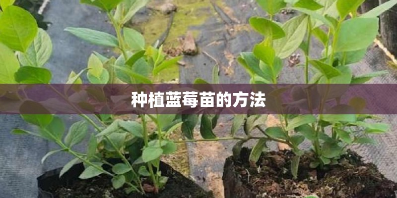 种植蓝莓苗的方法