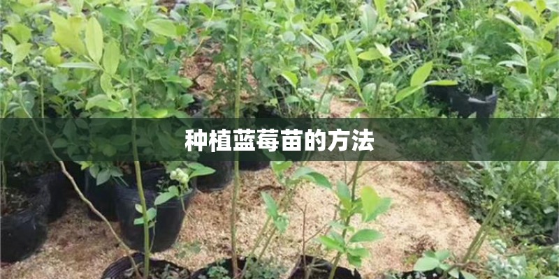 种植蓝莓苗的方法