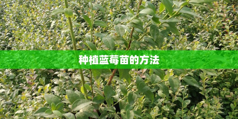 种植蓝莓苗的方法