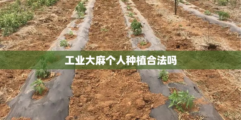 工业大麻个人种植合法吗