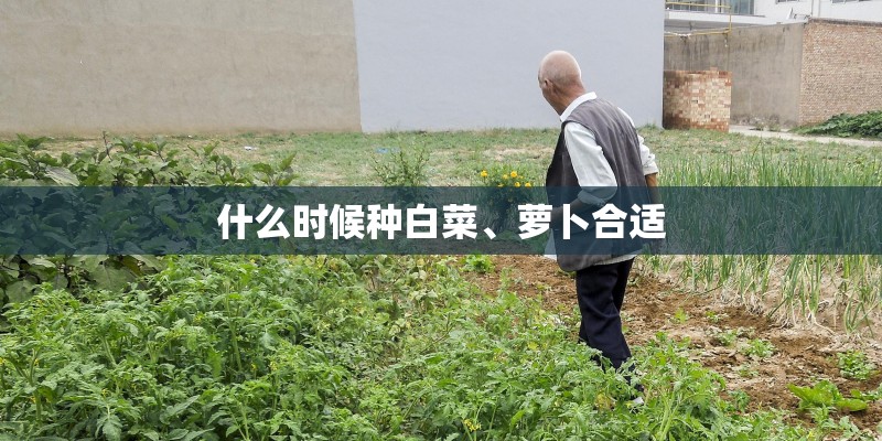 什么时候种白菜、萝卜合适