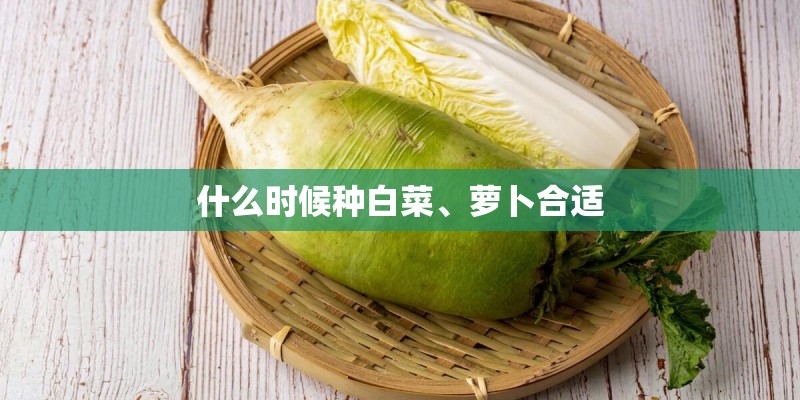 什么时候种白菜、萝卜合适