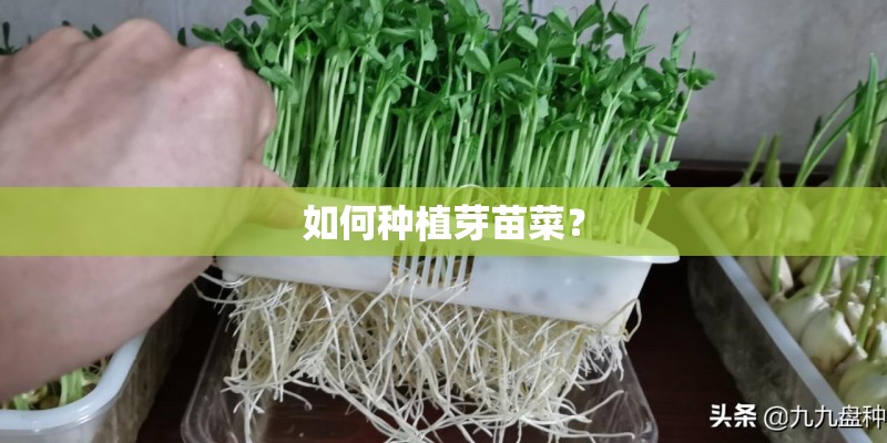 如何种植芽苗菜？