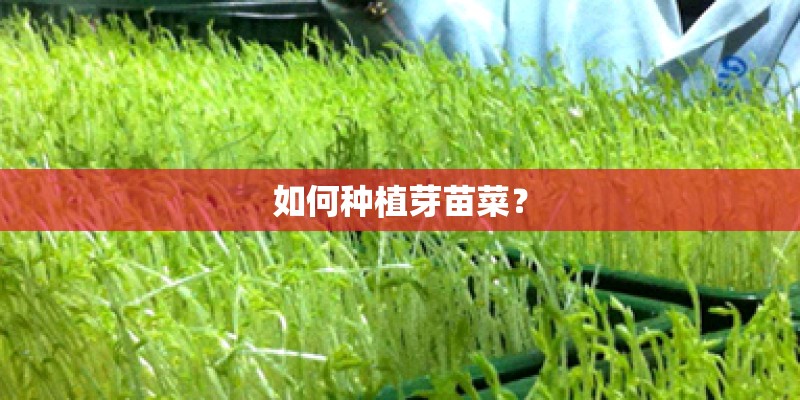 如何种植芽苗菜？