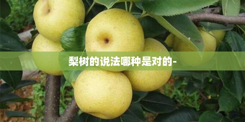 梨树的说法哪种是对的-