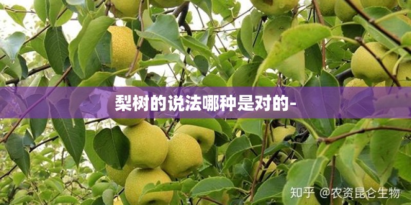 梨树的说法哪种是对的- 梨树的说法哪种是对的-