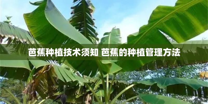 芭蕉种植技术须知 芭蕉的种植管理方法