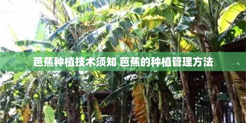 芭蕉种植技术须知 芭蕉的种植管理方法
