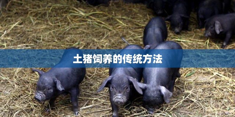 土猪饲养的传统方法