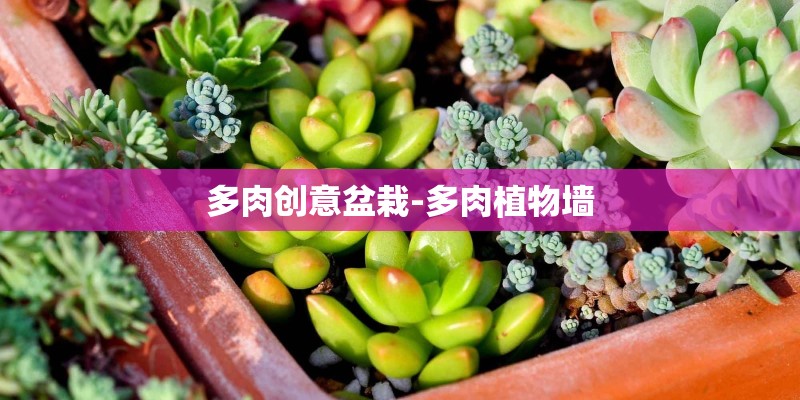 多肉创意盆栽-多肉植物墙