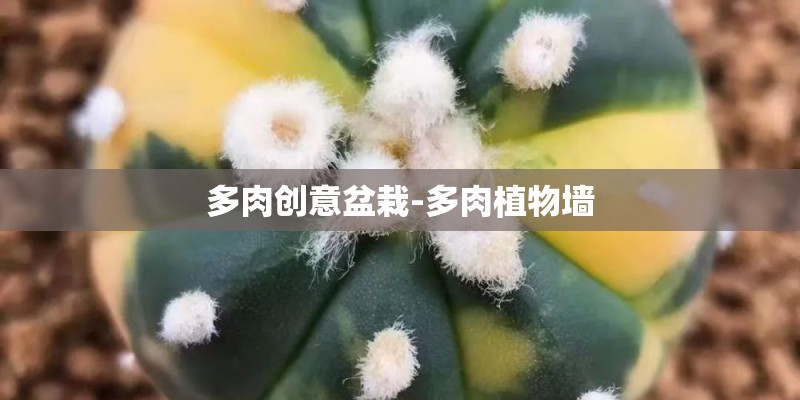 多肉创意盆栽-多肉植物墙