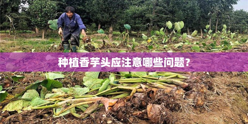 种植香芋头应注意哪些问题？