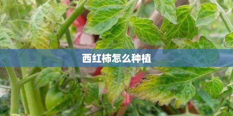 西红柿怎么种植