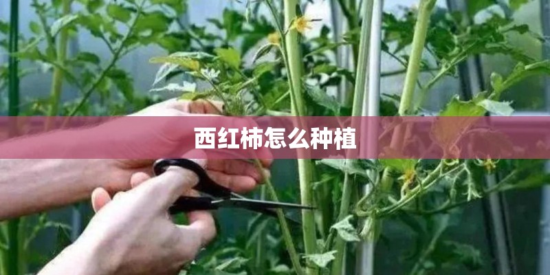 西红柿怎么种植