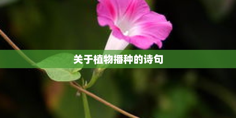 关于植物播种的诗句