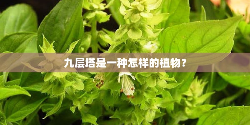 九层塔是一种怎样的植物？