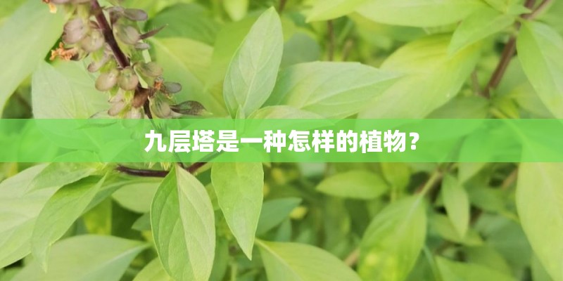 九层塔是一种怎样的植物？