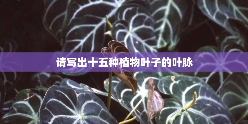 请写出十五种植物叶子的叶脉