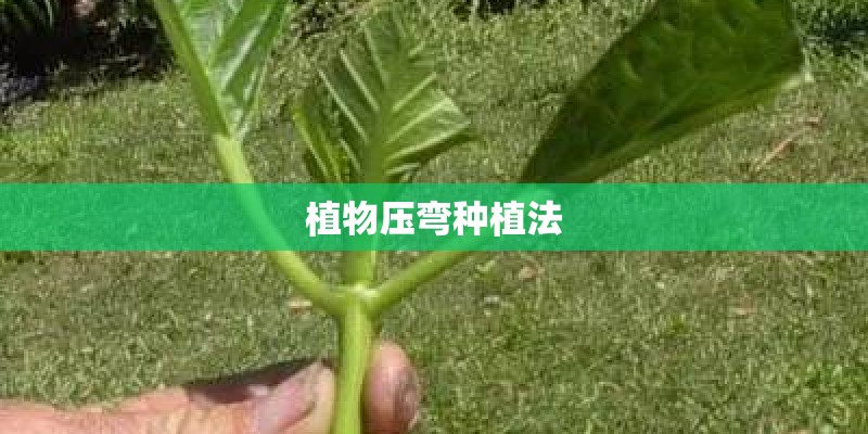 植物压弯种植法