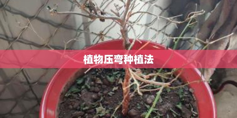 植物压弯种植法