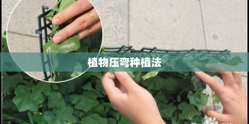 植物压弯种植法