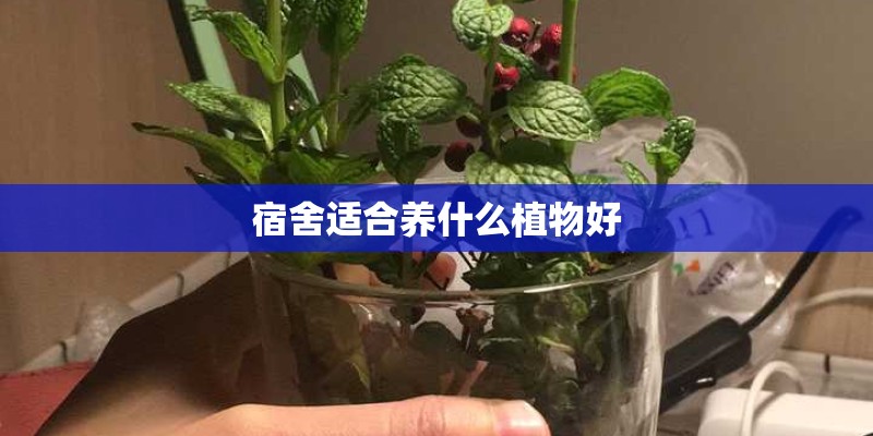 宿舍适合养什么植物好