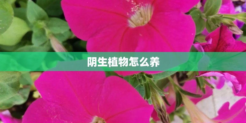 阴生植物怎么养
