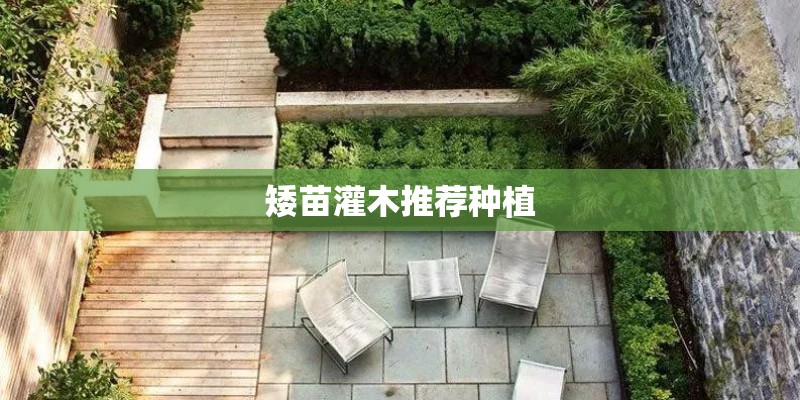 矮苗灌木推荐种植