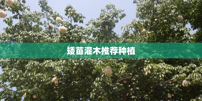 矮苗灌木推荐种植