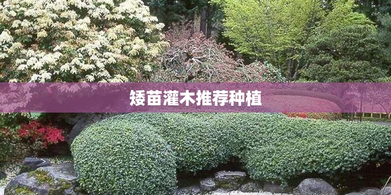 矮苗灌木推荐种植