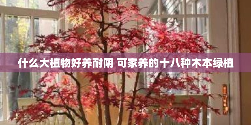 什么大植物好养耐阴 可家养的十八种木本绿植