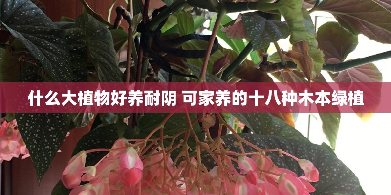 什么大植物好养耐阴 可家养的十八种木本绿植