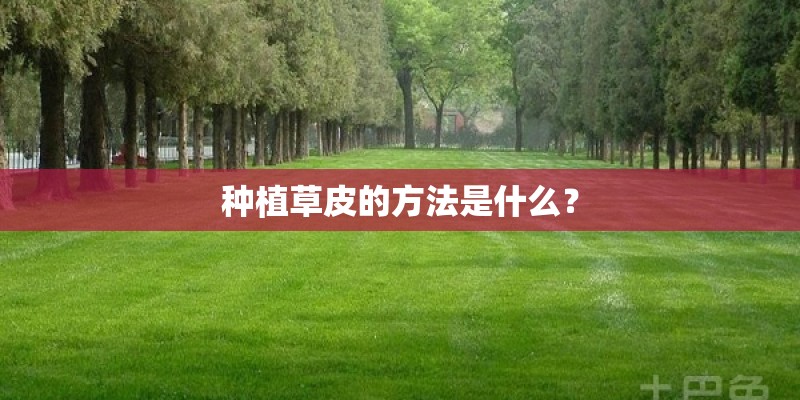 种植草皮的方法是什么？