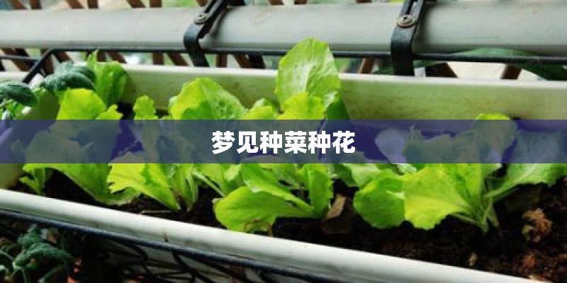 梦见种菜种花