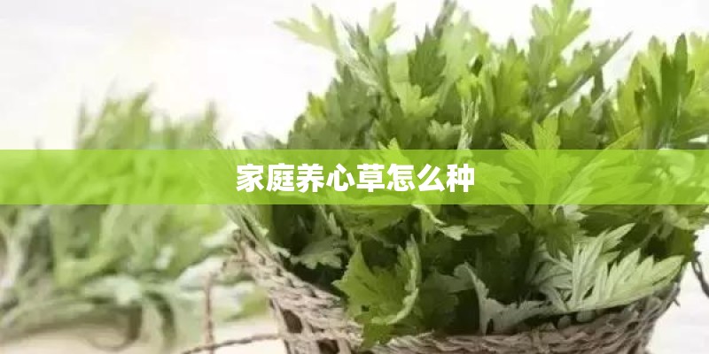 家庭养心草怎么种